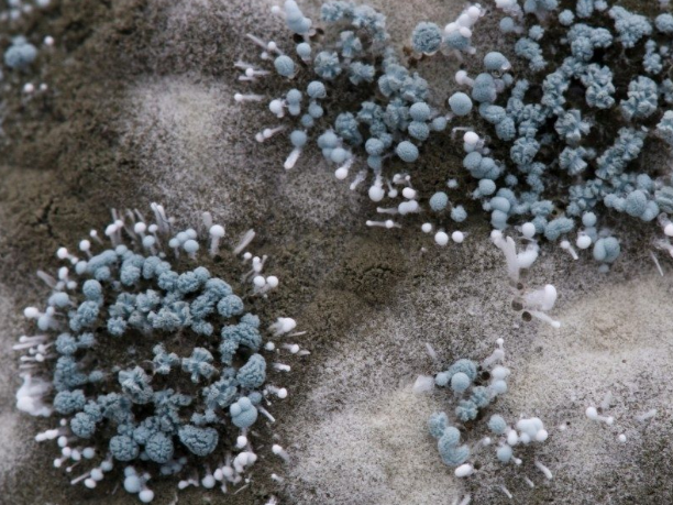 Mould, a growing issue!